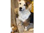 Adopt Peter a Corgi / Australian Shepherd / Mixed dog in Fort Lupton