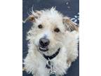Adopt OZZY a Tan/Yellow/Fawn Cairn Terrier / Wheaten Terrier / Mixed dog in