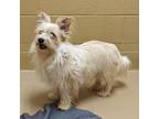 Adopt Peaches a White - with Tan, Yellow or Fawn Terrier (Unknown Type