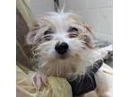 Adopt Mop Top a Tan/Yellow/Fawn Terrier (Unknown Type, Small) / Mixed dog in