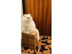 Adopt Nuomi- CP a White Persian (long coat) cat in Toronto, ON (38145475)