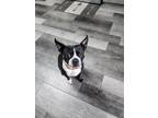 Adopt Emma a Black - with White Boston Terrier / Mixed dog in Colorado springs