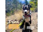 Adopt Daina a Black - with Tan, Yellow or Fawn Border Collie / Mixed Breed