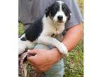 Adopt Daisy a Border Collie / Mixed Breed (Medium) dog in East Greenville