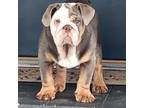 Bulldog Puppy for sale in Keystone Heights, FL, USA