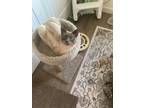 Adopt Beau a Siamese cat in Twin Falls, ID (38144270)