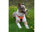 Adopt Milo a Australian Shepherd / Mixed dog in Bracebridge, ON (38144202)