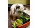Adopt Maggie a Lop, Holland / Mixed rabbit in Maple Ridge, BC (38143853)