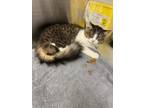 Adopt Johnny a Domestic Mediumhair / Mixed cat in Burnaby, BC (38141800)