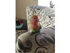 Adopt Lil Bugg a Lovebird bird in Vancouver, BC (38143859)