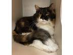 Adopt Georgia a Domestic Mediumhair / Mixed cat in Lincoln, NE (38143756)