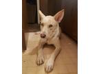 Adopt Nova a Tan/Yellow/Fawn - with White Shepherd (Unknown Type) / Mixed dog in