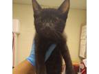 Adopt Aria a All Black Domestic Mediumhair / Mixed cat in Taos, NM (38143437)