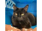 Adopt Newt a All Black Domestic Longhair / Mixed cat in Taos, NM (38143435)