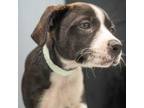 Adopt Julia a Black Australian Cattle Dog / Rat Terrier / Mixed dog in
