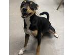 Adopt Jeremy a Black Miniature Pinscher / Mixed dog in Martinsville