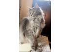 Adopt Ravi a Gray or Blue Domestic Longhair / Mixed (long coat) cat in Perry