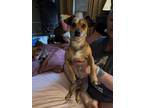 Adopt Roscoe a Dachshund / Jack Russell Terrier dog in Freeport, NY (38143073)