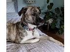 Adopt Daffodil the Movie Star! a Brindle - with White Great Pyrenees / Mixed dog