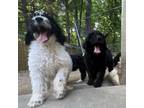Adopt Carrie a Black Bernese Mountain Dog / Poodle (Miniature) / Mixed dog in