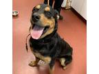 Adopt Starlord a Rottweiler / Mixed dog in Salisbury, MD (38142759)