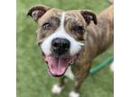 Adopt Michelle a Brindle Pit Bull Terrier / Mixed dog in Greensboro