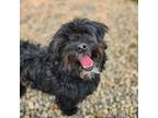 Adopt Monkey a Black - with White Poodle (Miniature) / Affenpinscher / Mixed dog