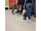 Adopt NINA a Brindle - with White American Pit Bull Terrier / Mixed dog in