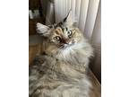 Adopt Nala a Brown Tabby Domestic Longhair / Mixed (long coat) cat in Fort