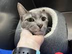 Adopt Solaris a Domestic Shorthair / Mixed cat in Kingston, NY (38141908)
