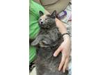 Adopt Indy a Gray or Blue Domestic Shorthair / Mixed (short coat) cat in New