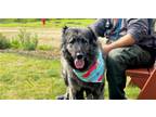 Adopt Honeybun a Brindle Mastiff / Mixed dog in Weaverville, NC (38141787)