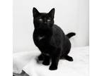 Adopt Hershey a All Black Domestic Shorthair / Mixed cat in Madisonville