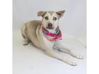 Adopt Shell/Darla a Tan/Yellow/Fawn Husky / Mixed dog in Greenville