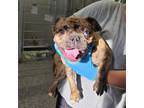 Adopt Dash a Brindle French Bulldog / Pug / Mixed dog in Jupiter, FL (38141275)