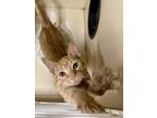 Adopt Disney a Orange or Red Domestic Shorthair / Domestic Shorthair / Mixed cat