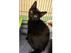 Adopt Pubba a All Black Domestic Shorthair / Domestic Shorthair / Mixed cat in