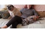 Adopt Blake and Bea a Tan/Yellow/Fawn Pug / Mixed dog in Oviedo, FL (38140742)