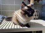 Adopt Lulu a Himalayan / Mixed cat in Maple Ridge, BC (38140782)