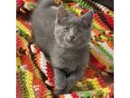 Amity, Domestic Shorthair For Adoption In Marquette, Michigan