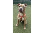Dozer, American Pit Bull Terrier For Adoption In Twinsburg, Ohio