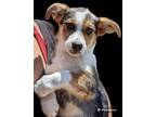Adopt Molly a Jack Russell Terrier