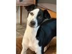 Adopt Shelby a Rat Terrier, Border Collie