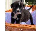 Adopt Sprite A Border Collie, Pit Bull Terrier
