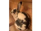 Adopt Lima a Bunny Rabbit, Flemish Giant