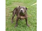 Adopt Zeus a Staffordshire Bull Terrier, Mixed Breed