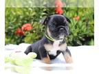 French Bulldog PUPPY FOR SALE ADN-609205 - French Bulldog