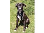 Adopt DOMINIC a Pit Bull Terrier