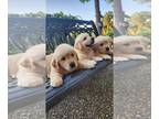 Golden Retriever PUPPY FOR SALE ADN-609169 - AKC Golden Retriever Puppies