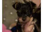 Yorkshire Terrier PUPPY FOR SALE ADN-609101 - Yorkshire Terrier puppy
